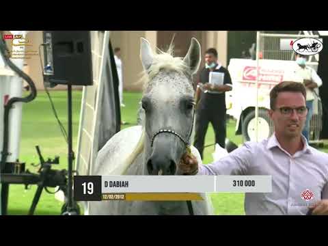 Dubai Stud Auction 2021 - Part 2