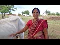 Viral Cow Prepare Milk Making Vlog