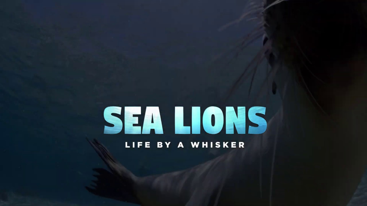 Sea Lions 3D: Life By A Whisker