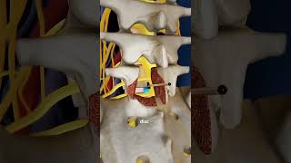 Download lagu Lumbar Fusion Surgery Explained 🦴 | Spinal Stability & Pain Relief - 3D Animation#LumbarFusion mp3
