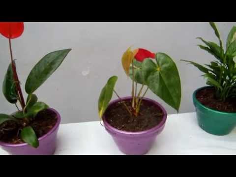 Conozca el Anthurium