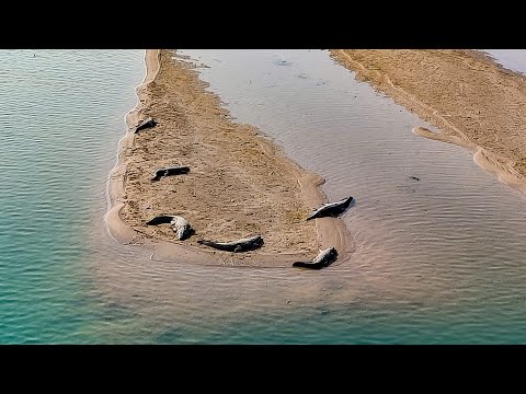 Wild Crocodile in Dam | Nepal biggest forest