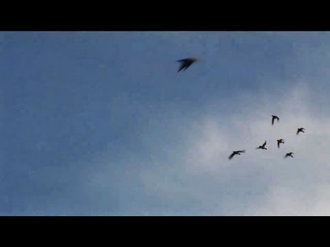 Fieldsports Britain – North Devon wildfowling Fieldsports Britain – North Devon wildfowling