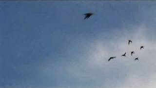 Fieldsports Britain – North Devon wildfowling, episode 54