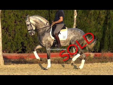 **SOLD** Andalusian PRE Stallion 2015 - 1,66 m | #MP284