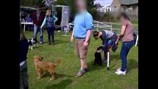 preview picture of video 'SDT Puppy Class enjoying Agility'