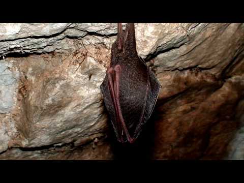 download lagu mp3 mp4 King Arthurs Cave, download lagu King Arthurs Cave gratis, unduh video klip King Arthurs Cave