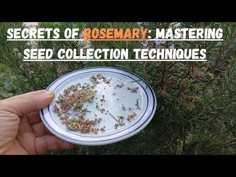 Secrets of Rosemary: Mastering Seed Collection Techniques 🌿#rosemary #gardening #gardeningtips #herb