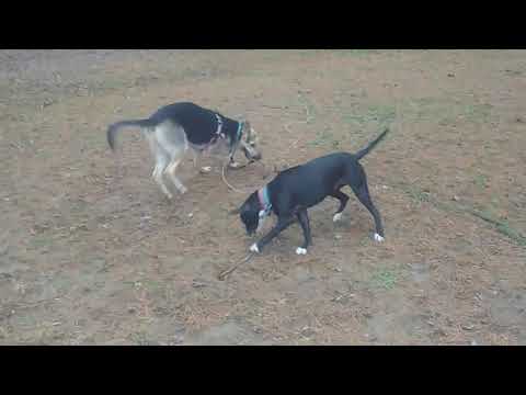 Marlene Dietrich And Bella