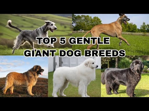 Top 5 Gentle Giant Dog Breeds | Eli Tv #dog #dogs #doggielife