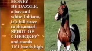 preview picture of video 'Tested Homozygous, Multiple Champion Halter Stallion'