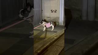 拒否犬フレブル vs 拒否パパ