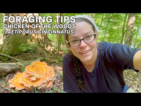 Chicken of the woods! Foraging & ID tips for Laetiporus cincinnatus