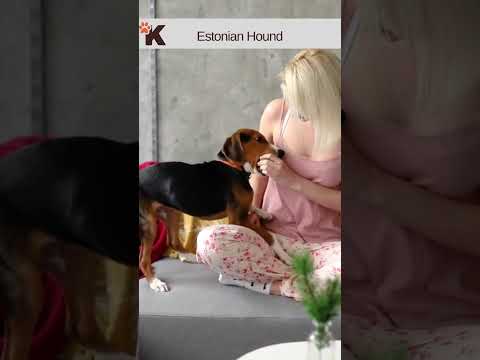 , title : 'Estonian Hound #Estonianhoundshort  #Estonianhoundshorts'