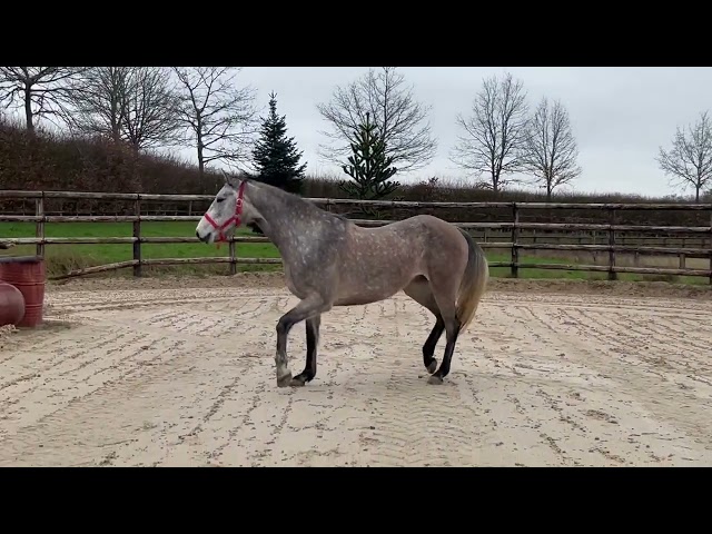 Cessation d&rsquo;&eacute;levage - Jument de 4 ans