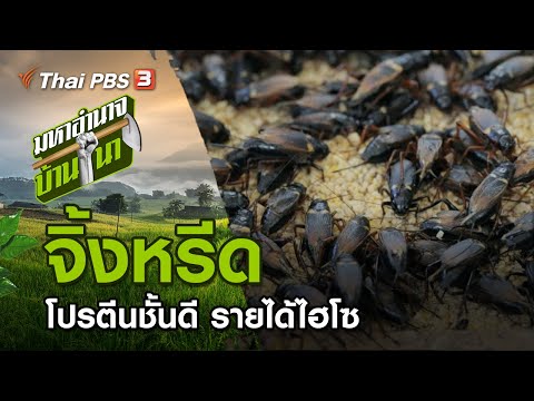 คลิกเพื่อดูคลิปวิดีโอ