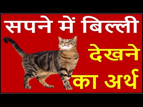 यदि सपने में बिल्ली दिखाई दें तो जाने इसका अर्थ Cat Dream Meaning, interpretation in hindi