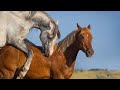 Full Horse Breading Video Horse Stallionandmare Breeding Animals Horselove Arabichorse Viral