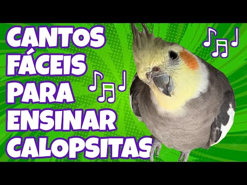 CANTOS Fáceis para ENSINAR CALOPSITAS | Treino com Melodias Encantadoras e e fáceis para calopsita
