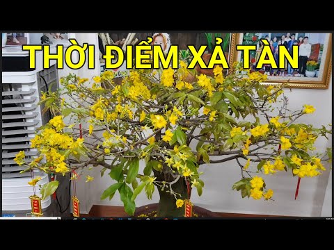 🔴 QBS23358 - THỜI ĐIỂM XẢ TÀN CHO CÂY MAI VÀNG MIỀN BẮC | CHƠI TẾT XONG KHI NÀO XẢ TÀN CÂY MAI VÀNG