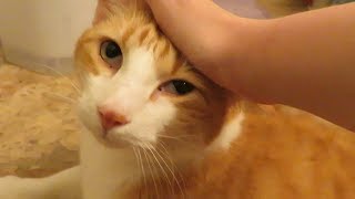 Happy, Purring And Meowing Cat