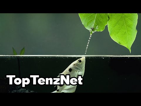 Top 10 Water Animals with AMAZING Superpowers