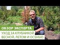 Как правильно ухаживать за клубникой весной, летом и осенью 