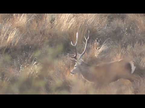 Red stag roared to 20 yards in the tussock