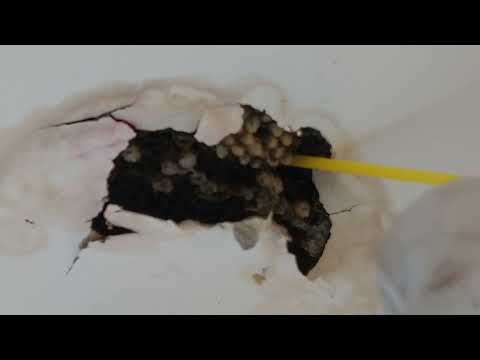 Lots of Yellow Jackets in the Bathroom Ceiling in Tuckerton, NJ