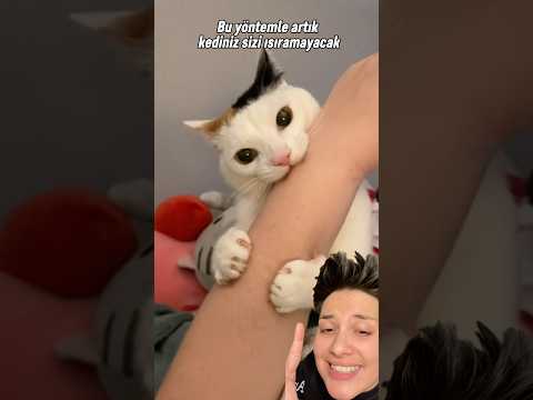 Artık kediler elimizi ısıramayacak! 🤣 #lifehack #cat  cr: bean_posts