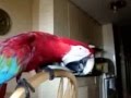 Funny Parrot (Говорящий Попугай) 