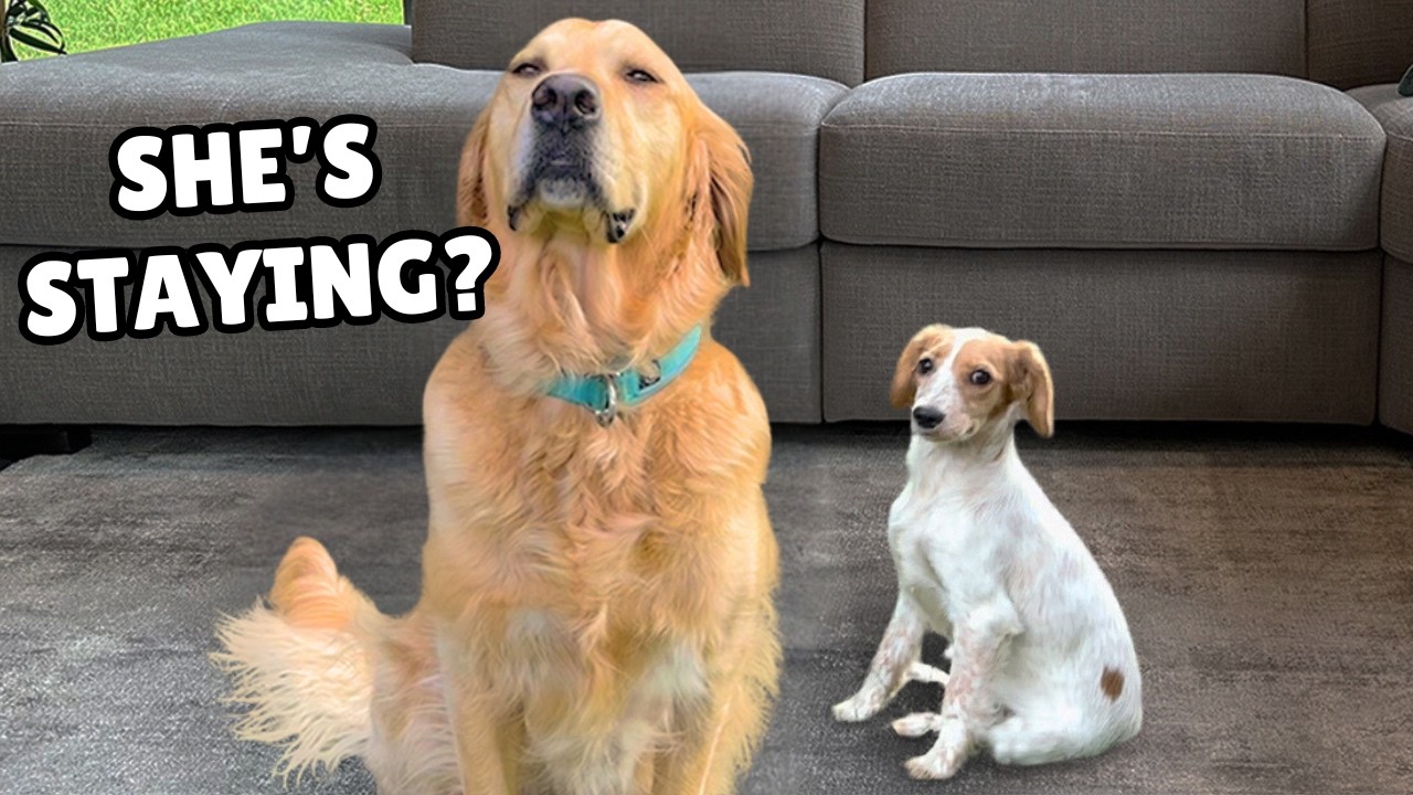 Golden Retriever Meets Brave Rescue Puppy (First 7 days together)