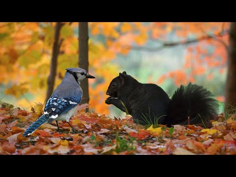 Birds and Squirrels in  Colorful Forest of Autumn Leaves - Cat and Dog TV