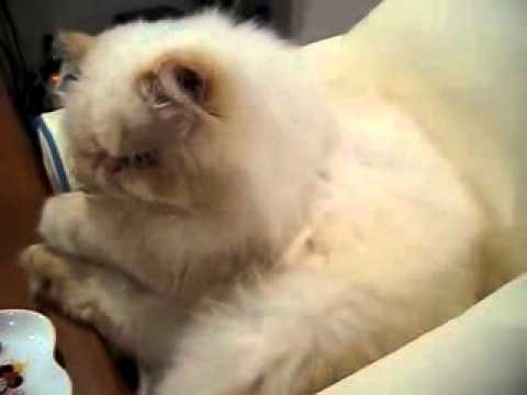 abdelilah turrialba costa rica : el rey de los gatos desayunando como el quiere jejej