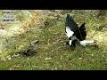 Wildlife Moments You Don’t Normally See | Australian Bush DEFAULT Thumbnail