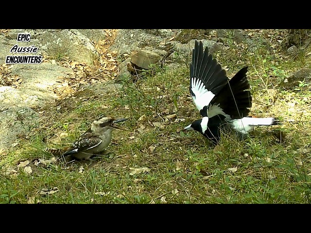 Wildlife Moments You Don’t Normally See | Australian Bush SDDEFAULT Thumbnail