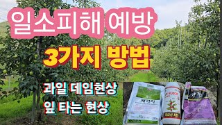 일소피해 예방 할수있는 3가지 방법(과일데임현상,잎타는현상)