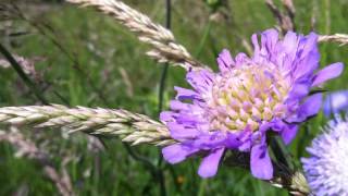 preview picture of video 'Field Scabious (Knautia Arvensis) - 2012-06-02'