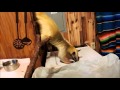 Aurora's Crazy Day 