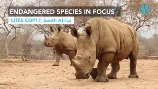 Endangered Species in Focus