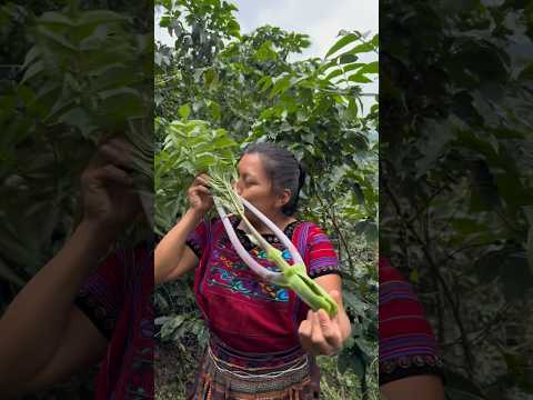 This is the correct way to prepare the Santa Catarina herb, tunay or chunish