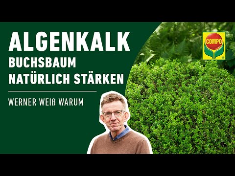 Buchsbaum stärken mit Algenkalk | COMPO