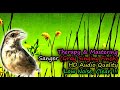 Grey Singing Finch Song (Serinus leucopygius) for Therapy & Bird Mastering