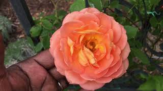 My Therapy Garden: Spring Rose Garden Tour