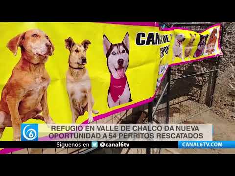 Video: Refugio en Valle de Chalco da nueva oportunidad a 54 perritos rescatados