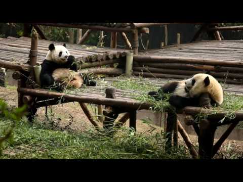 Priče s Istoka 93 - Spašavanje kineskih pandi - Subota 17:05
