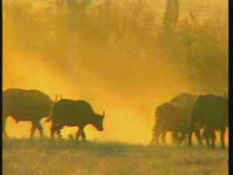 Large Breeding Herd of Buffalo Pt.1   07-16-08  4:52 pm CAT.