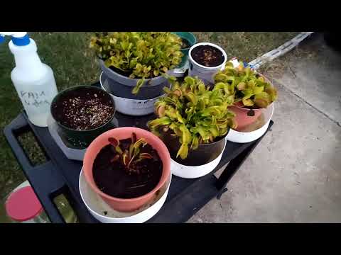 10 commandments of Venus Fly Trap care @venusflytrapsgrowembig433