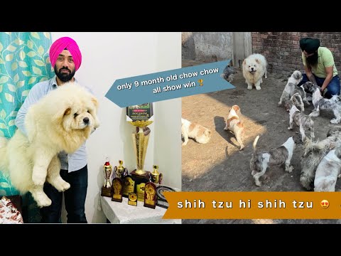 all show winner 9 Month old chow chow | dog kennel in punjab | best shih tzu and chow chow |