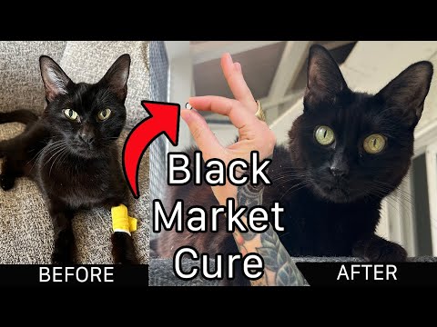 A Black Market Drug Saved My Cat From FIP
